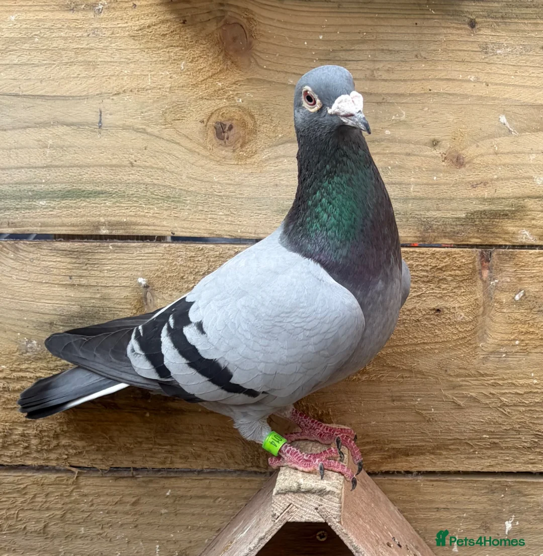 Pigeons birds for sale: Quality Racing pigeons for sale in Glasgow - Advert 1