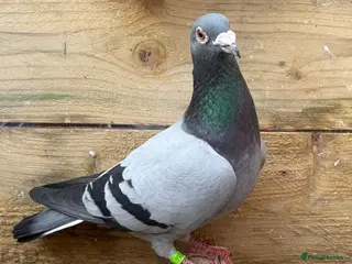 Pigeons birds Quality Racing pigeons for sale in Glasgow - Advert 2