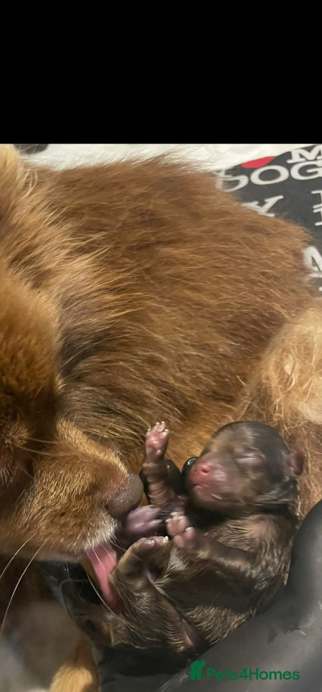 Pomeranian dogs for sale: 🧸💥 TOPQUALITY XXS UNIQUE POMERANIAN PUPPIES 🧸💥 - Image 16