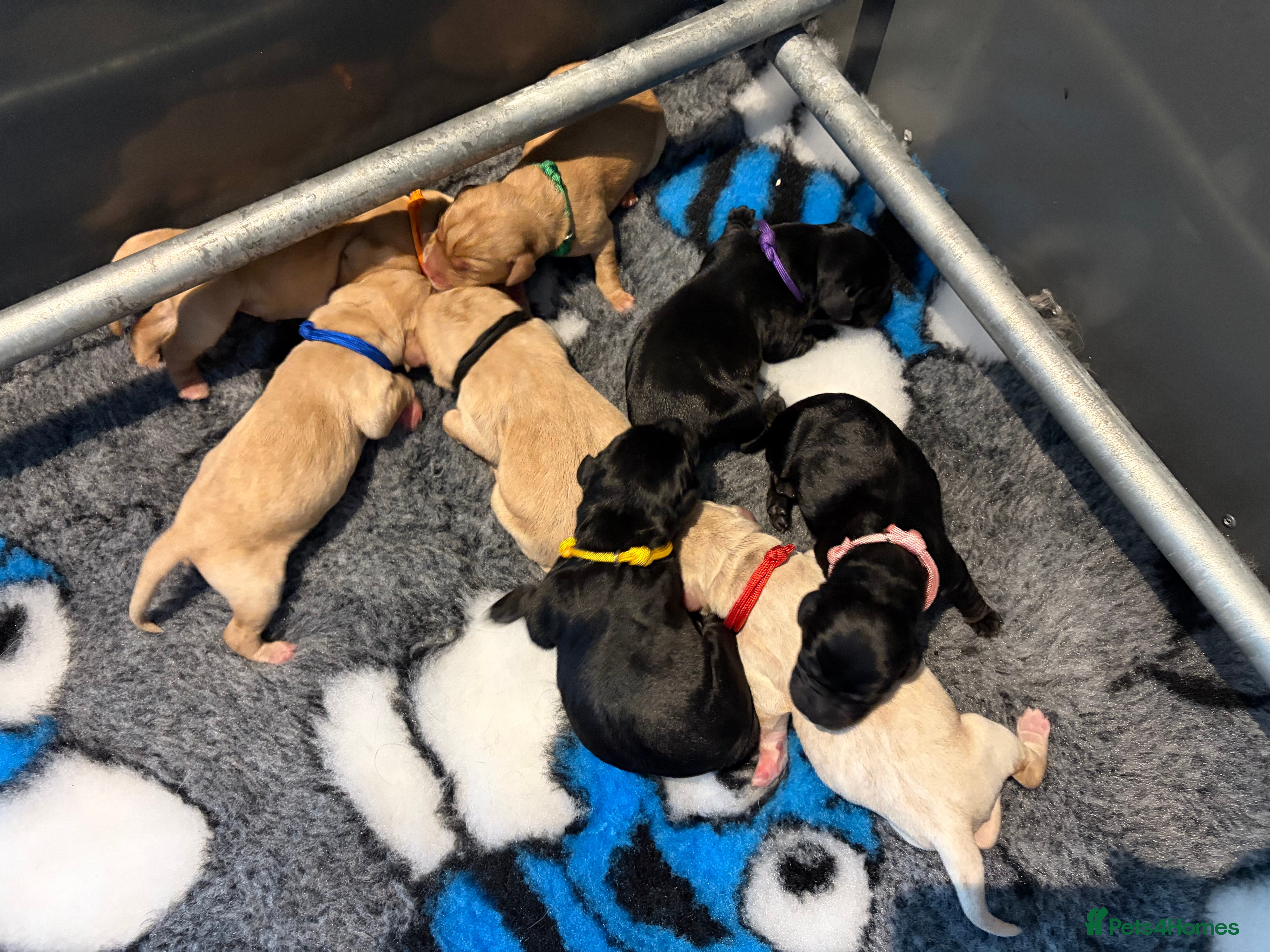Labrador Retriever dogs 🐶 KC REGISTERED LABRADOR PUPPIES 🐶  - Advert 14