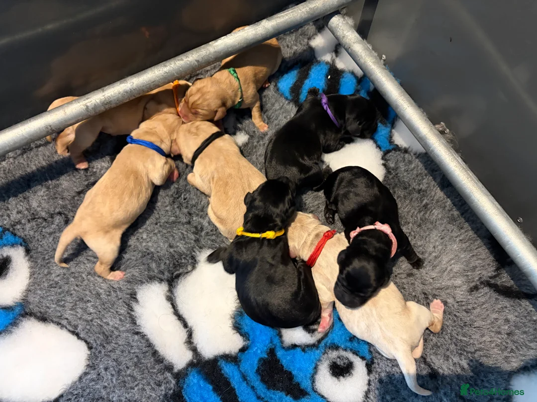 Labrador Retriever dogs for sale: 🐶 KC REGISTERED LABRADOR PUPPIES 🐶  - Advert 2