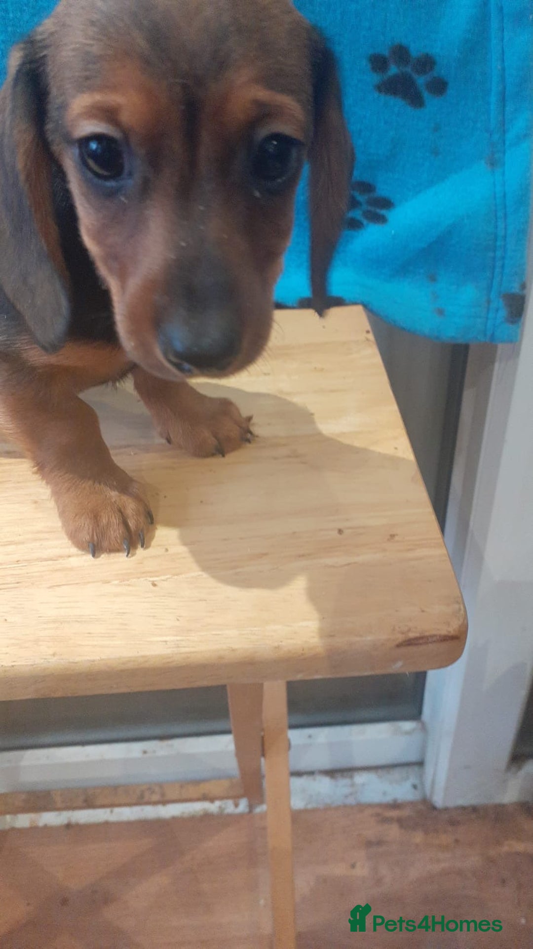 Miniature Dachshund dogs for sale: Gorgeous Miniature dachshund ready now - Advert 6