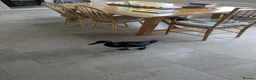 Ducks poultry for sale: Cayuga male & female pair in Wareham - Advert 2