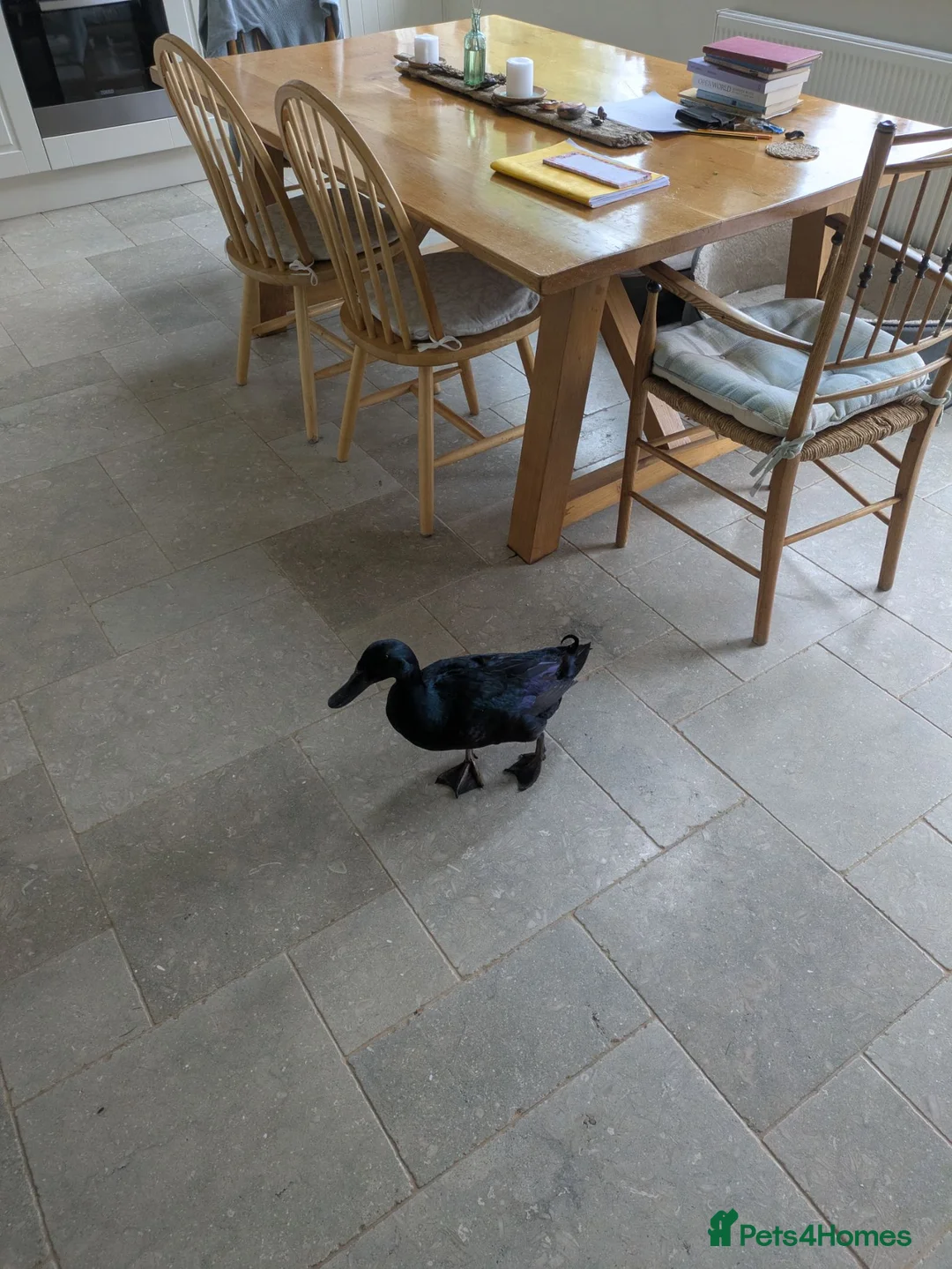 Ducks poultry for sale: Cayuga male & female pair in Wareham - Advert 2