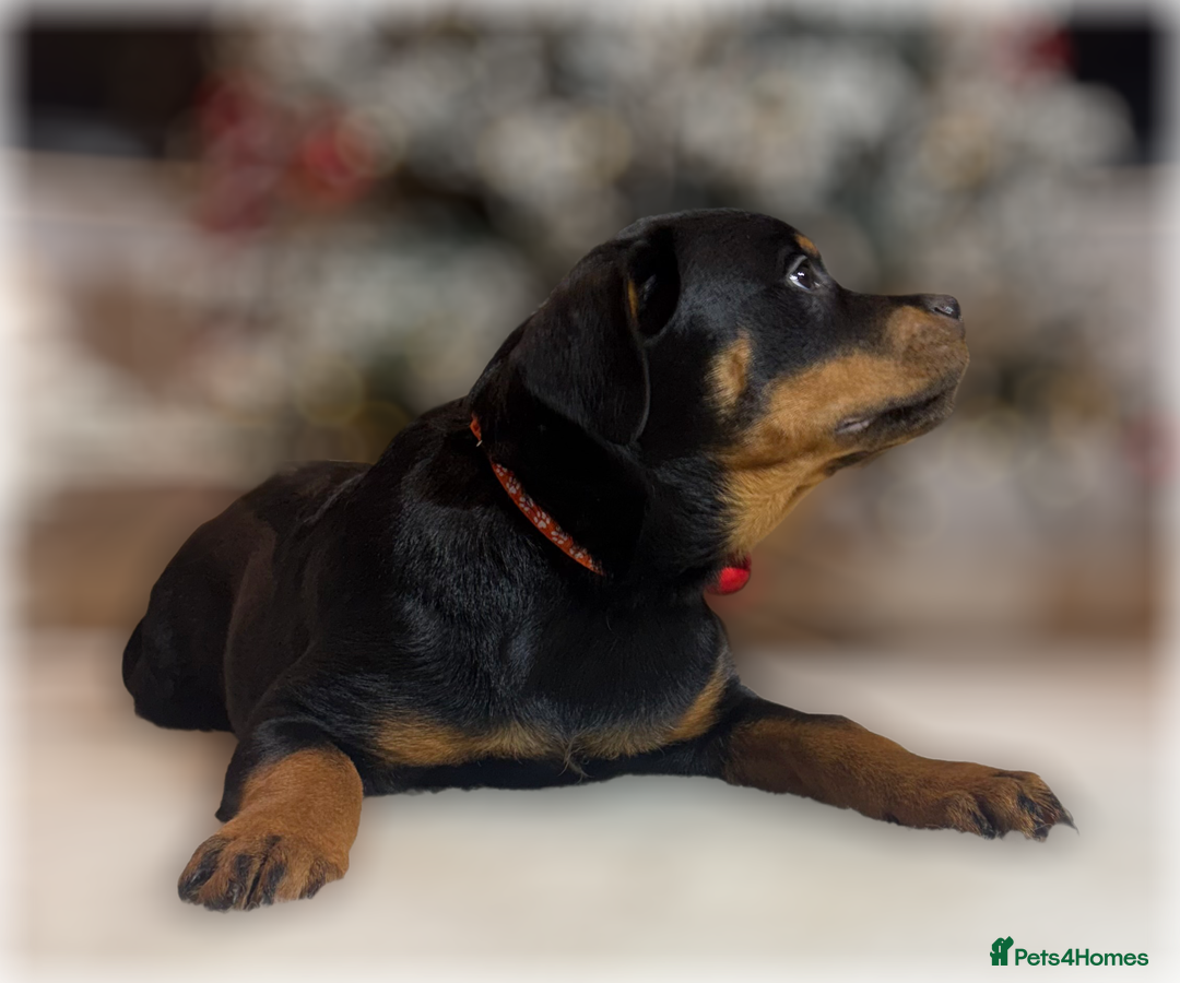 Rottweiler dogs for sale: ROTTWEILER PUPPIES. KC REGISTERED. FREE INSURANCE. - Advert 26