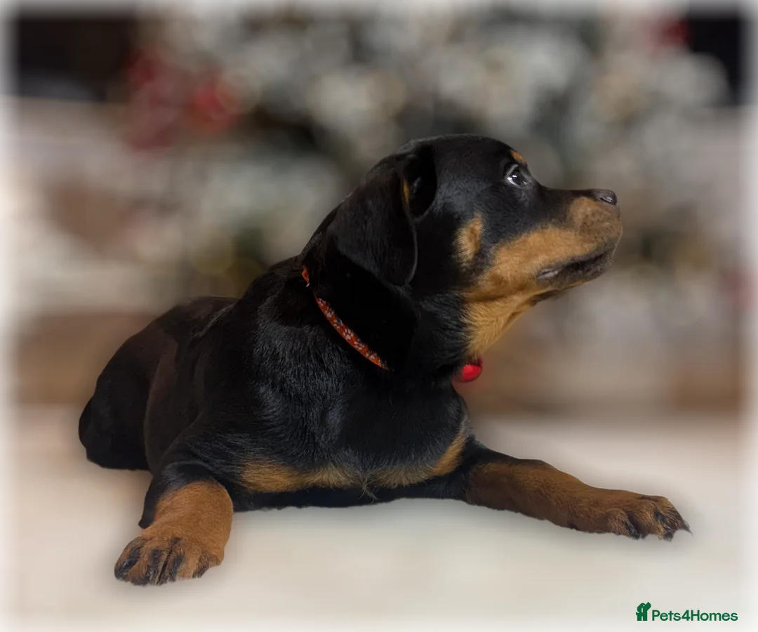 Rottweiler dogs for sale: ROTTWEILER PUPPIES. KC REGISTERED. FREE INSURANCE. - Advert 26