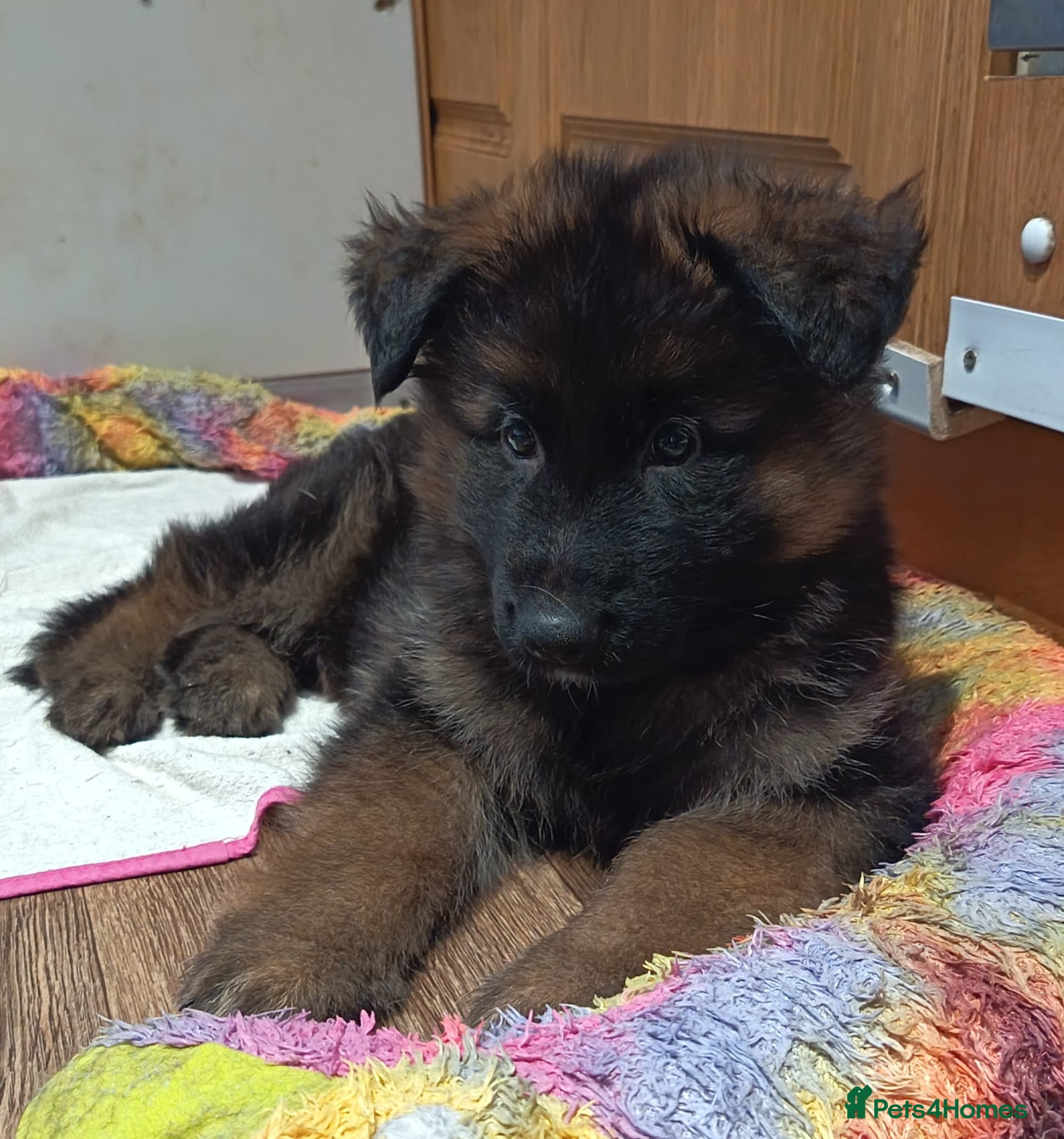 German Shepherd dogs PUPPIES FOR SALE - Advert 12