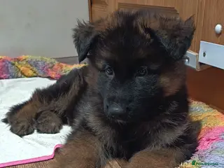 German Shepherd dogs PUPPIES FOR SALE - Advert 12