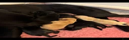 Labrador Retriever dogs for sale: Extensively health tested kc reg Labrador puppies. - Advert 7