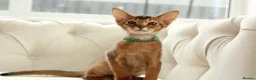 Abyssinian cats for sale: Pure breed Abyssinian kitten GCCF registered  - Advert 6