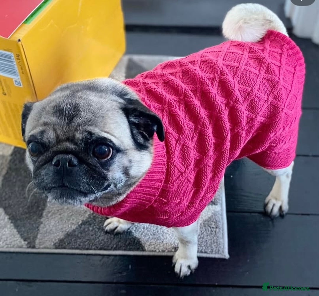 Pug dogs for sale: The sweetest 8 year old Female Pug  - Advert 17