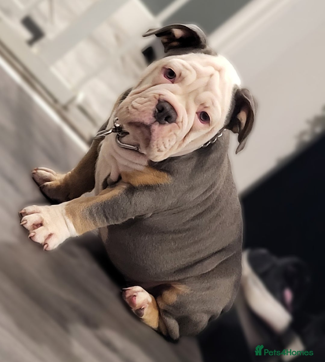 Olde English Bulldogge dogs for sale: Olde English Bulldog Female  - Advert 6