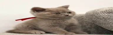 British Shorthair red collar (Female not Male)