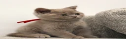 British Shorthair cats for sale: Beautiful Pure Breed ✨ British Shorthair Kittens ⭐ - Advert 26
