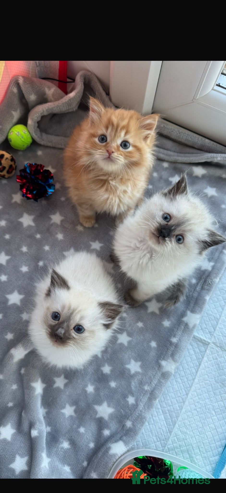 Mixed Breed cats Beautiful Ragdoll Kittens for Sale – Ready Soon 🐾 - Advert 3