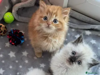 Mixed Breed cats Beautiful Ragdoll Kittens for Sale – Ready Soon 🐾 - Advert 3