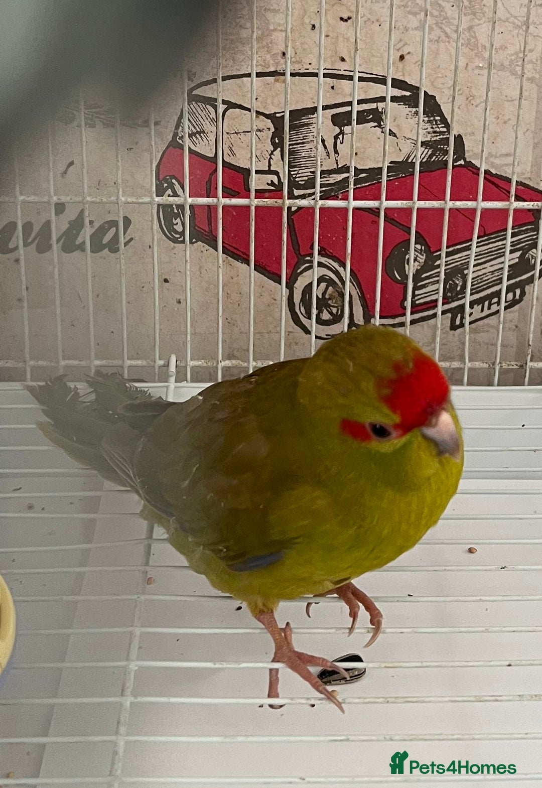 Parakeets birds for sale: Young female kakariki  - Advert 28