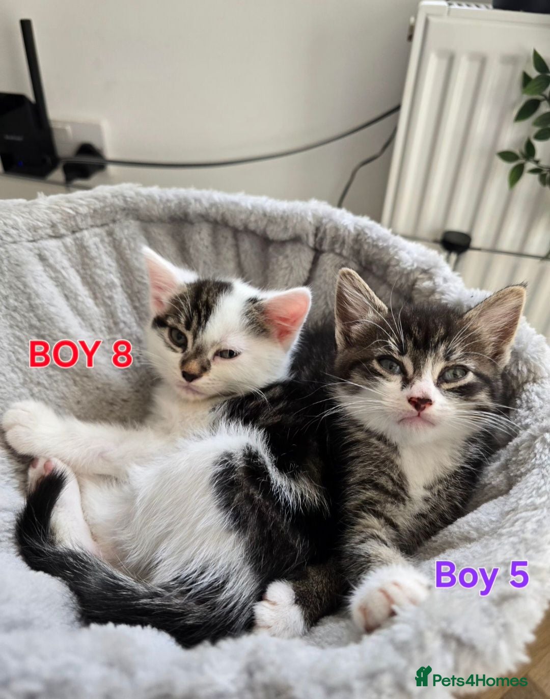 Mixed Breed cats Beautiful kittens - Advert 11