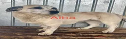 Mixed Breed dogs for adoption: Alba - Helpnall Norfolk  - Advert 1