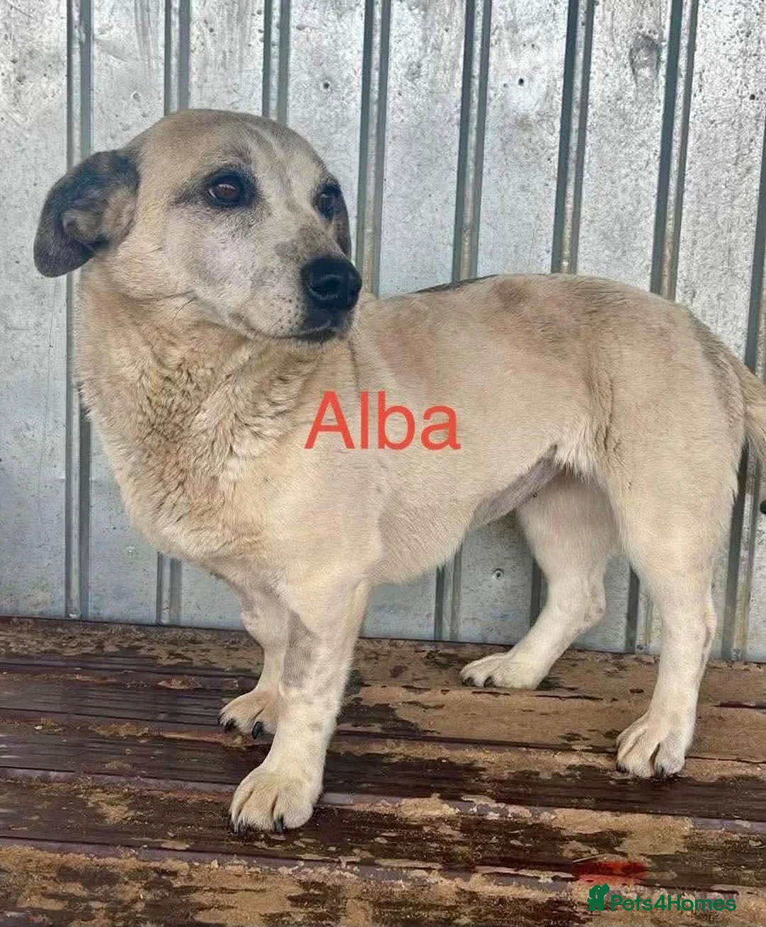 Mixed Breed dogs for adoption: Alba - Helpnall Norfolk  - Advert 1
