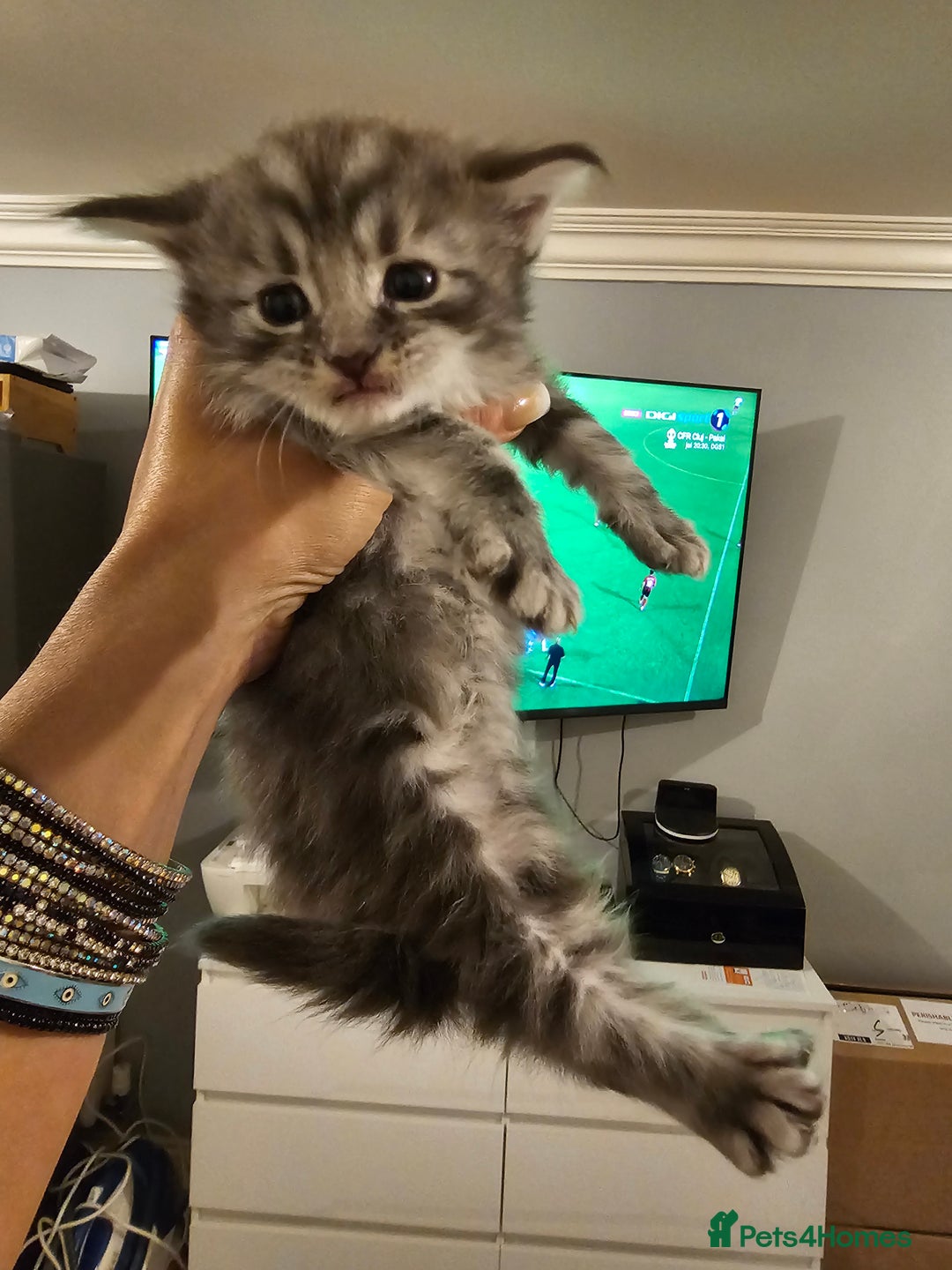 Maine Coon cats for sale: Mainecoon kittens - Image 4