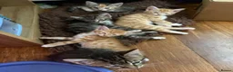 Mixed Breed cats for sale: READY NOW 5 kittens ‘ginger females included’ - Advert 2