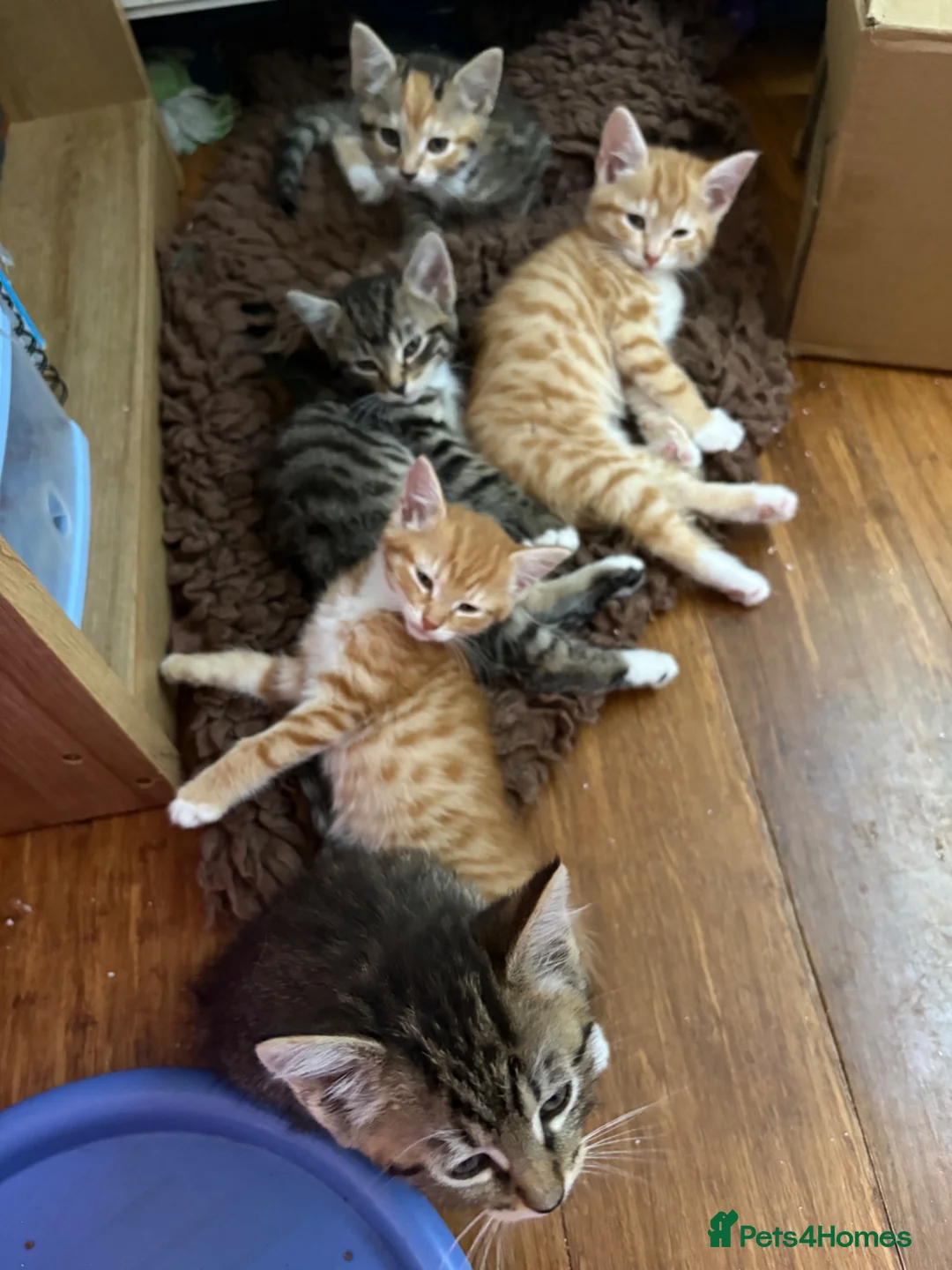 Mixed Breed cats for sale: READY NOW 5 kittens ‘ginger females included’ - Advert 2