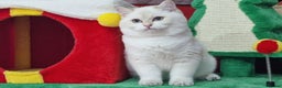 British Shorthair cats for sale: Golden British shorthair Pedigree Neutered  - Advert 6