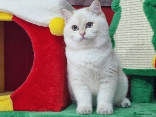 British Shorthair cats Golden British shorthair Pedigree Neutered - Advert 2