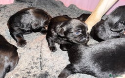 Mixed Breed dogs for sale: Labrador X Yorkshire terrier  - Image 8