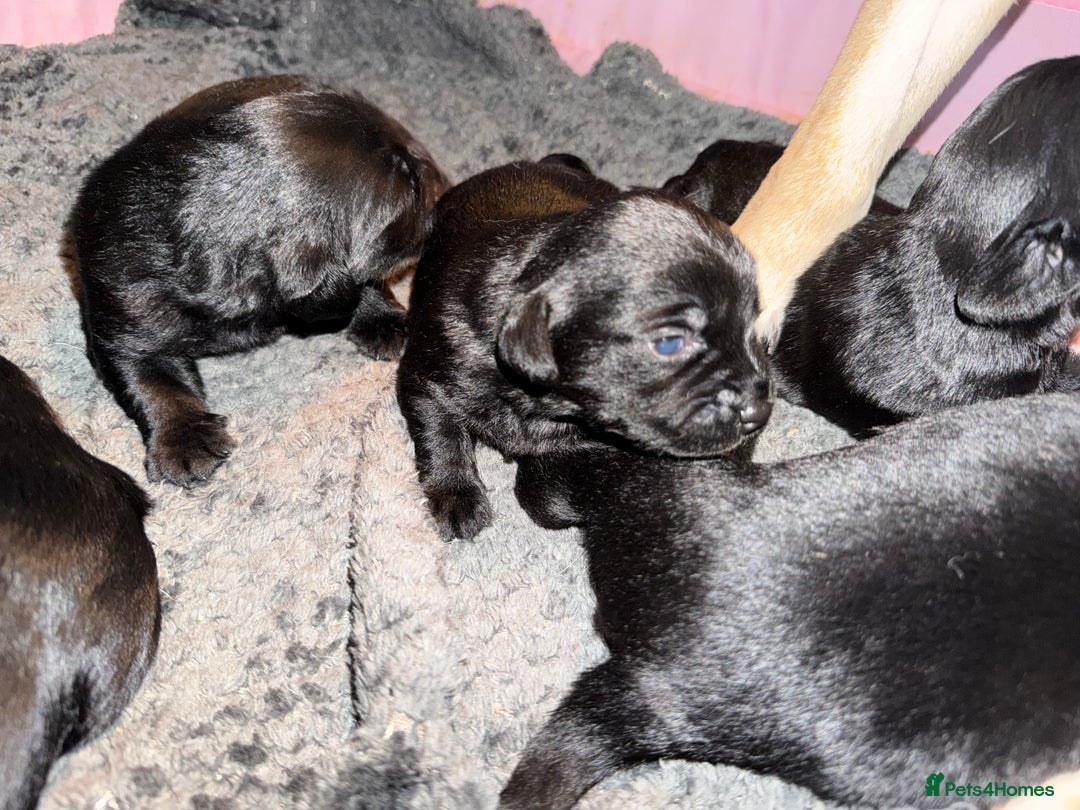 Mixed Breed dogs for sale: Labrador X Yorkshire terrier  - Image 8