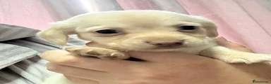 Jackshund 4