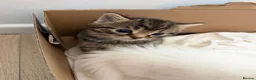 Ragdoll cats for sale: Russian blue x ragdoll kitten  - Advert 9