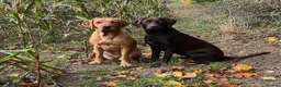 Labrador Retriever dogs for sale: Beautiful KC registered Labrador puppies  in Blandford Forum - Advert 5