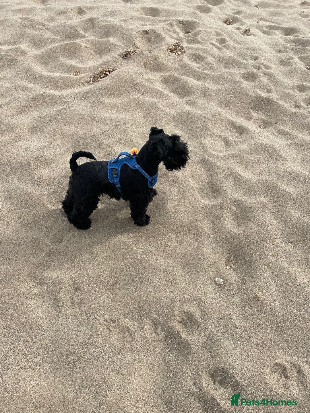 Miniature Schnauzer dogs for sale: Health tested puppies for sale - Advert 5