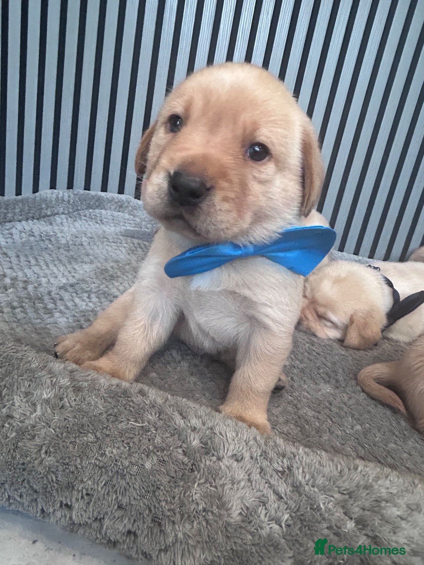 Labrador Retriever dogs Beautiful Labrador Puppies - Advert 5