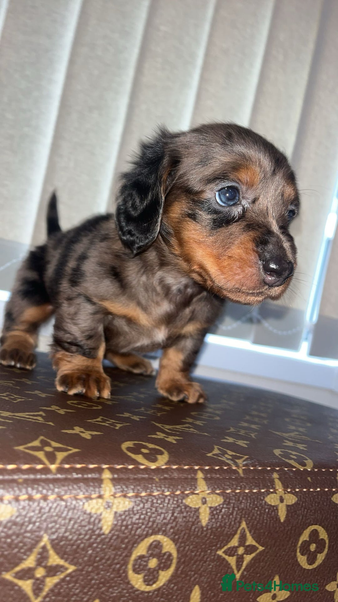 Miniature Dachshund dogs for sale: Miniature dachshund puppies - Advert 3