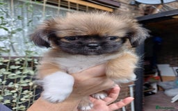 Pekingese dogs for sale: Pekingese, No name  - Image 2