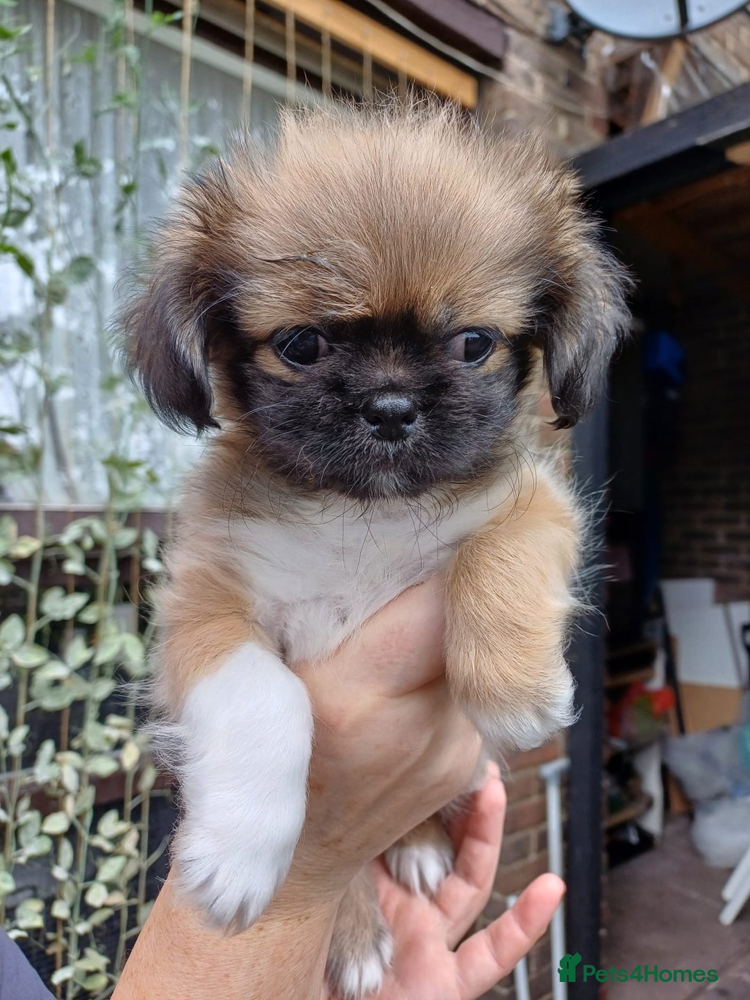Pekingese dogs for sale: Pekingese, No name  - Image 2