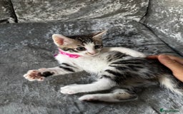 British Shorthair cats for sale: ✨🍑 PEACH & PISTACHIO 💚✨ - Image 9