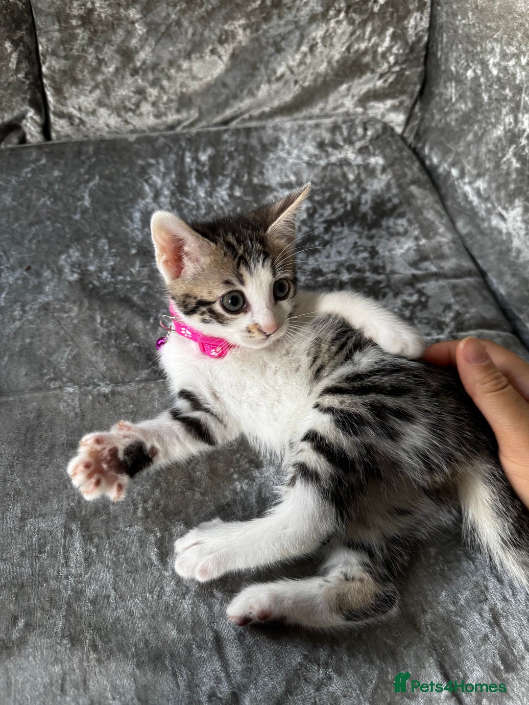 British Shorthair cats for sale: ✨🍑 PEACH & PISTACHIO 💚✨ - Image 9