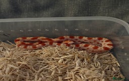 Corn Snake reptiles for sale: Only have 10 beautiful amel Cornsnakes left - Image 13