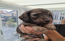 Miniature Dachshund dogs for sale: Mini L/H Dachshund boys - Image 9