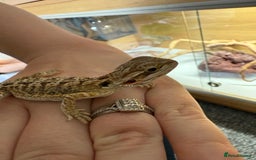 Bearded Dragon reptiles for sale: Baby bearded dragons 14 available - Image 1