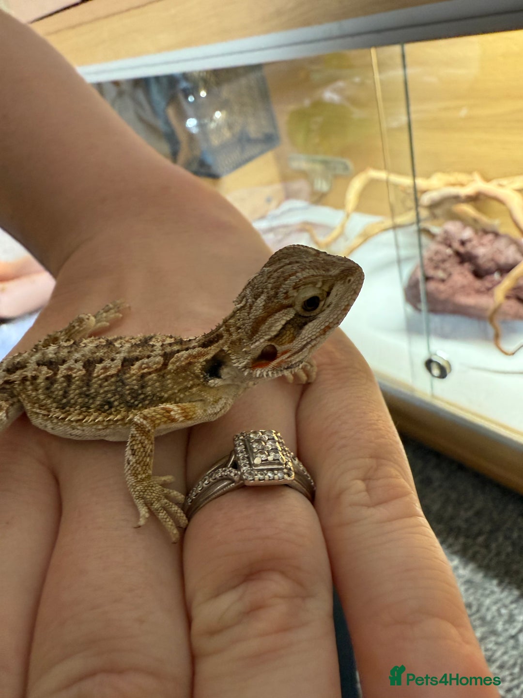 Bearded Dragon reptiles for sale: Baby bearded dragons 14 available - Image 1
