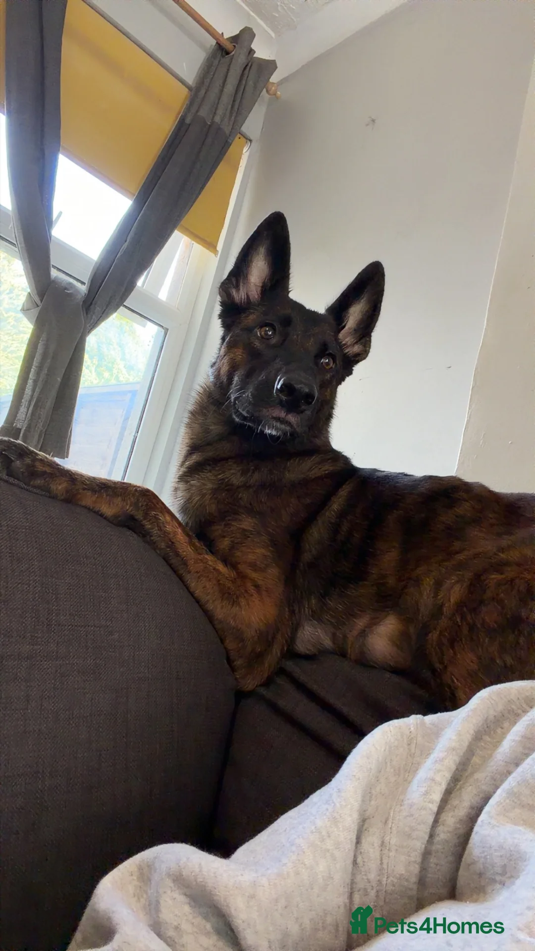 Mixed Breed dogs for sale: 11 Belgian Malimois / cane corse puppies for sale - Advert 2