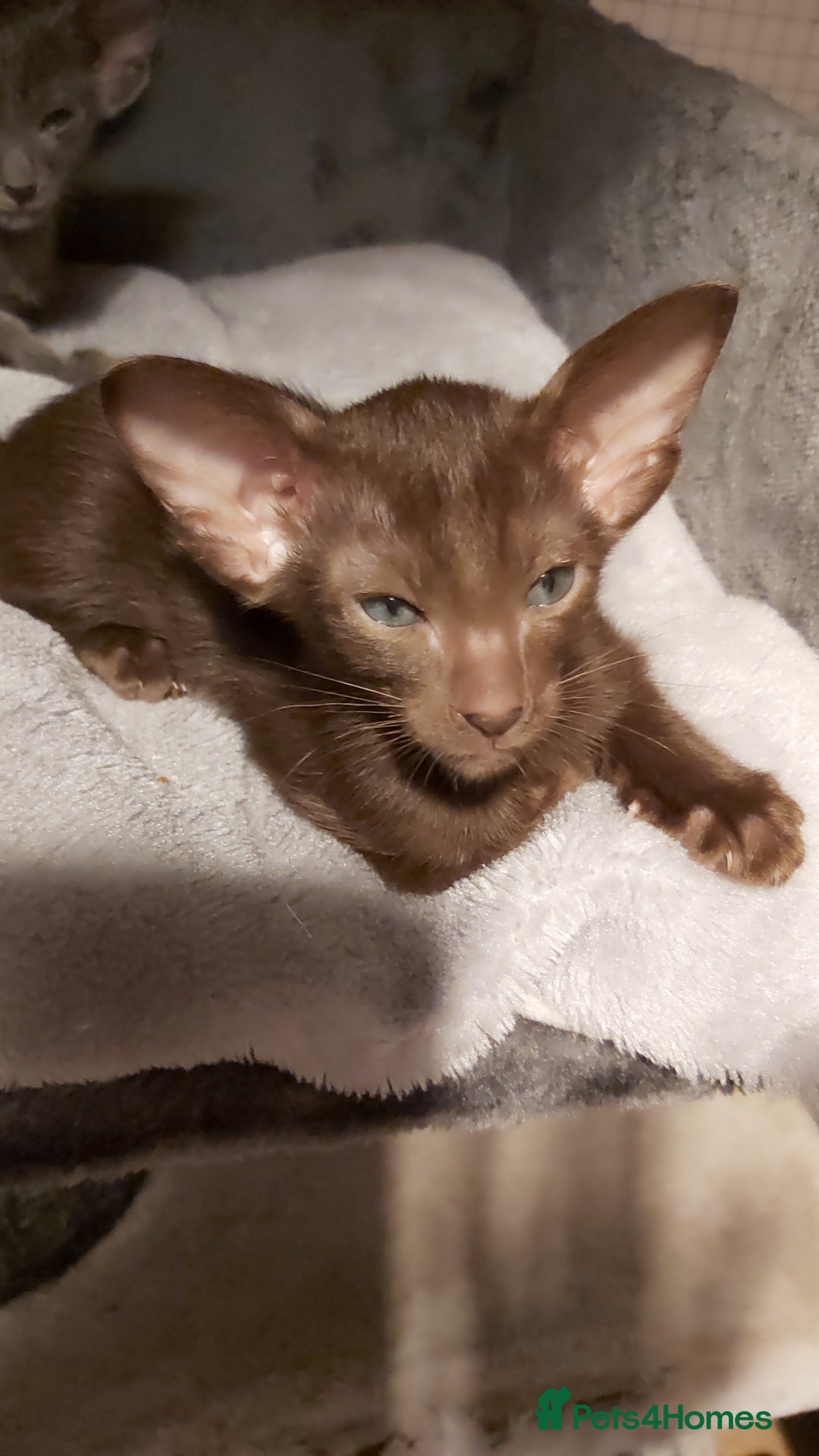 Oriental cats for sale: Full Pedigree Oriental 6 Kittens XL size ears GCCF - Advert 4