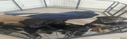 Mixed Breed dogs for sale: Rottweiler/ Retriver mix  - Advert 3