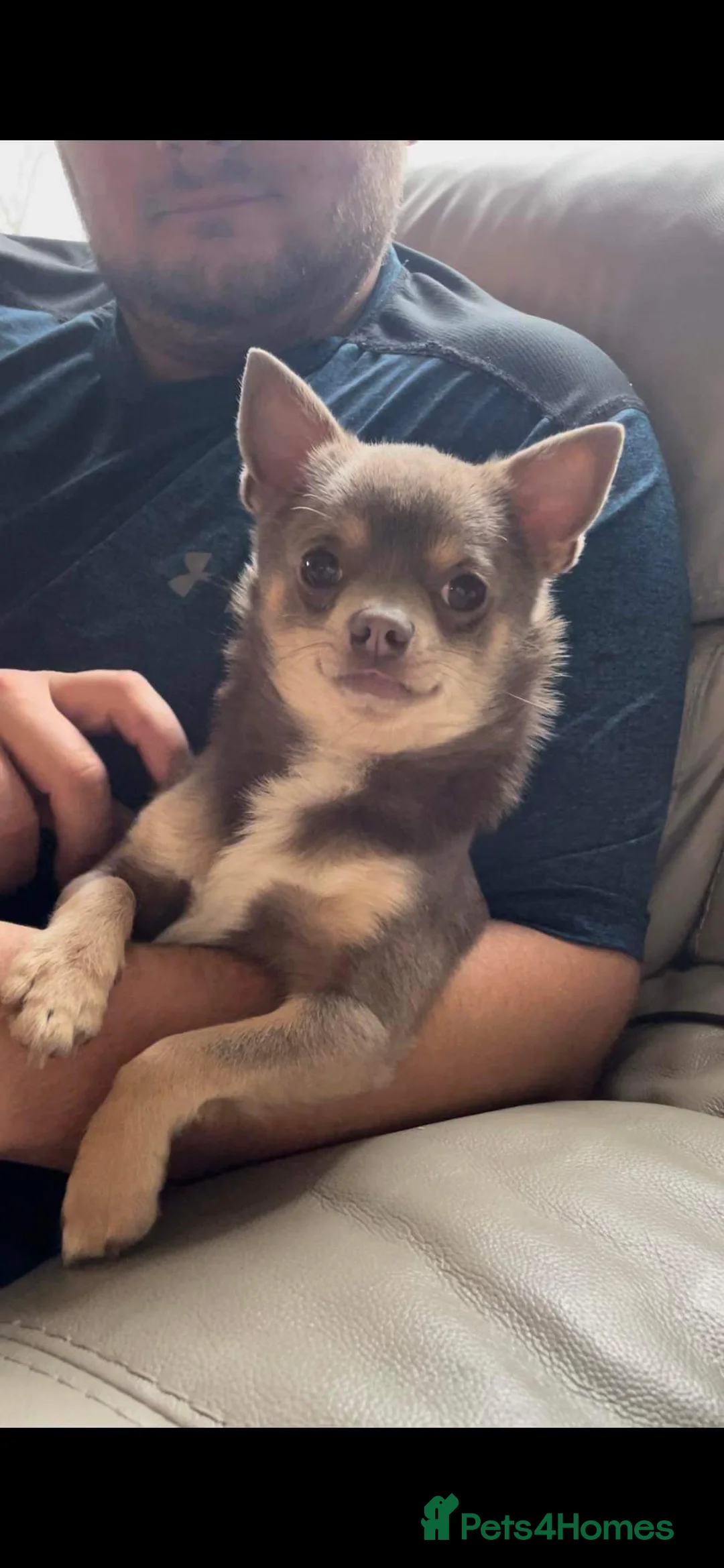 Chihuahua dogs for stud: Chihuahua for stud in Holywell - Advert 2