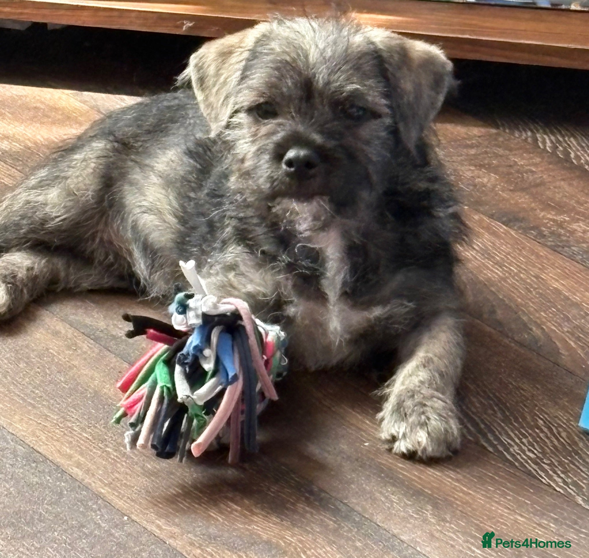 Mixed Breed dogs Female Pudland Puppy Looking For 5 Star Home - Advert 6